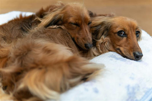 Så hjälper du din hund hantera stress och ensamhet