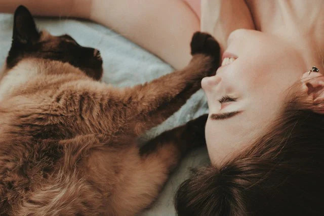 Njur- och urinvägshälsa: Ett livsviktigt stöd för din katt