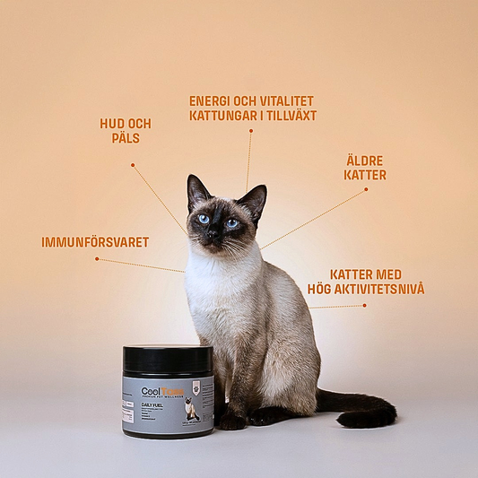 DAILY FUEL- Vitaminer för katter