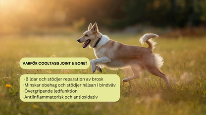 Joint & Bone Supplement for Dogs