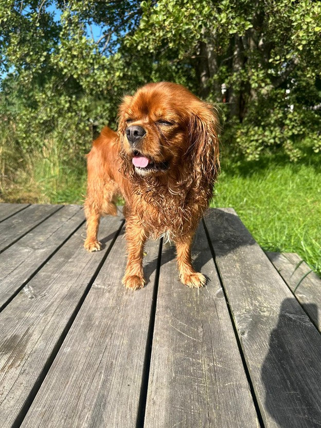 Hund