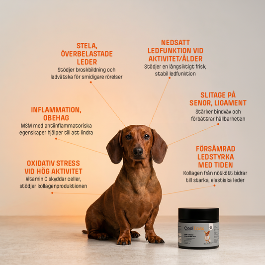 JOINT & BONE + HYALURONIC ACID - Starka leder + ben